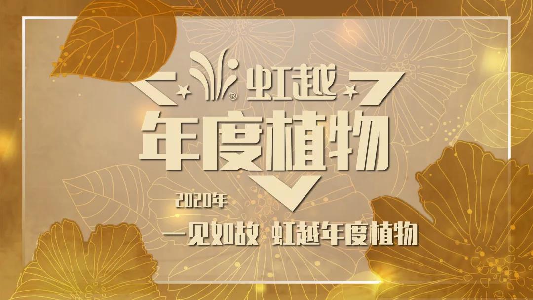 你好哇，2020虹越年度新利官方网站_新利（中国）股份有限公司！